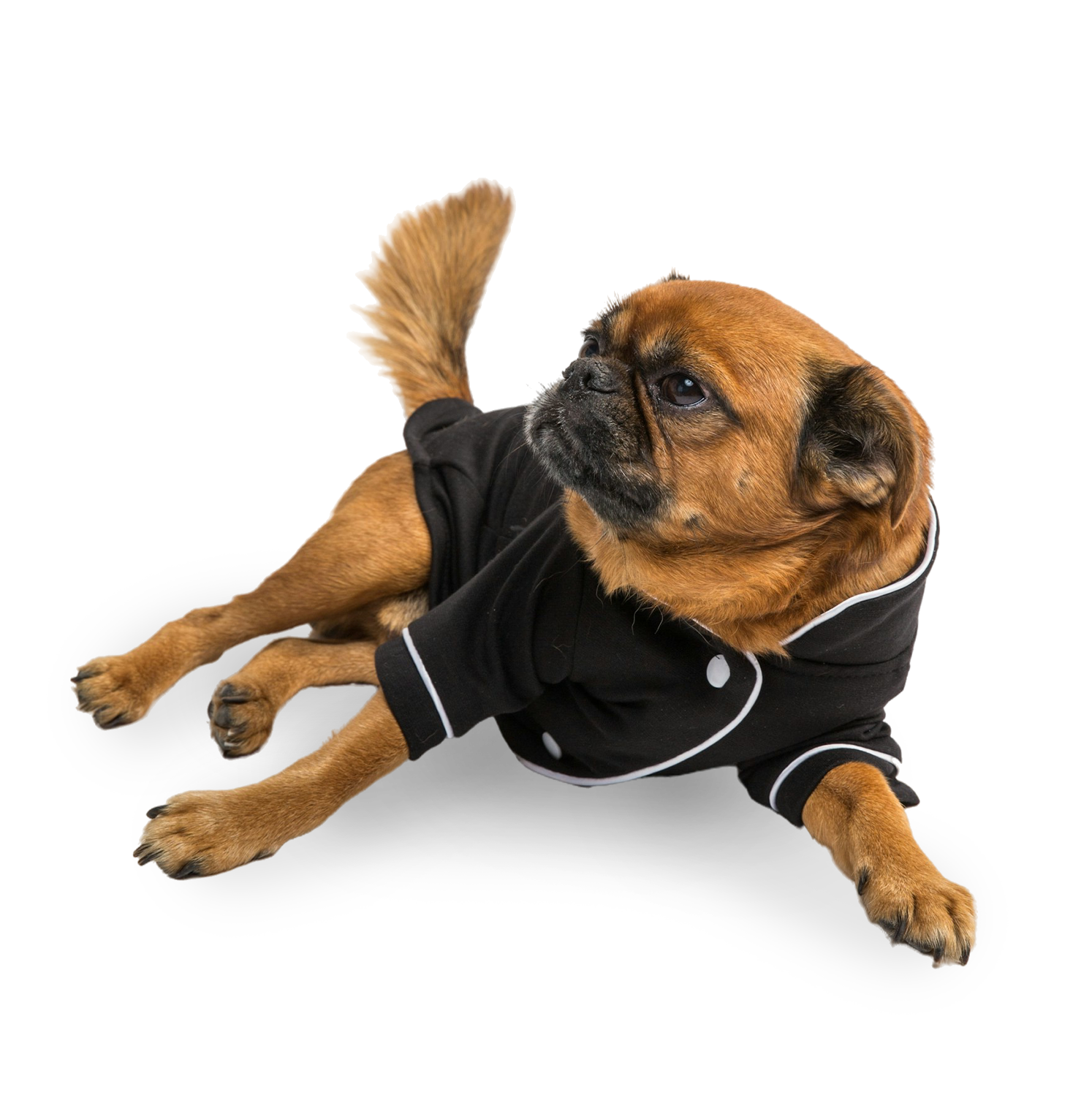 Pet Dogs Image