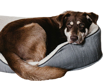 Pet Image