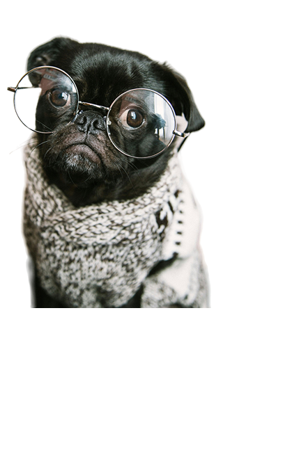 Pet Image